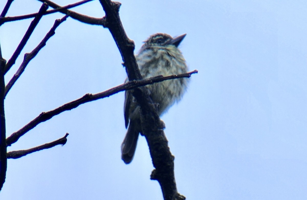 vousáček šupinkový - ML645722661