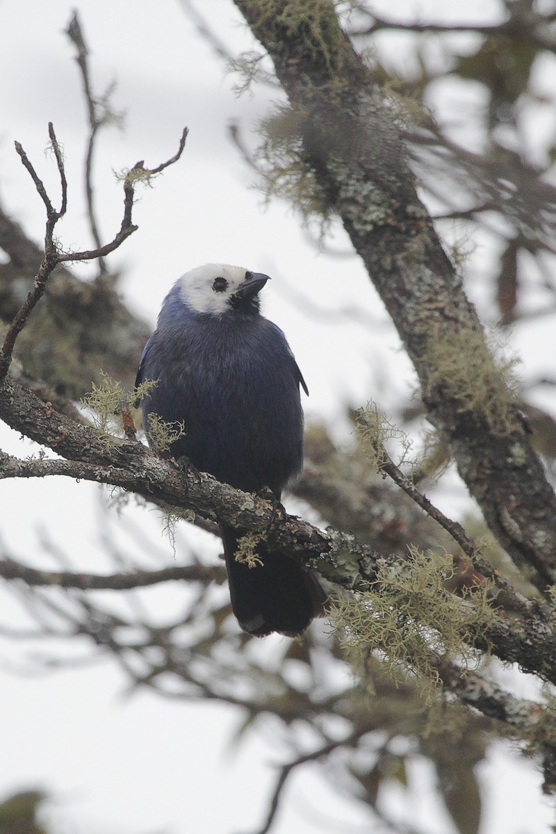Diademed Tanager - ML645722665