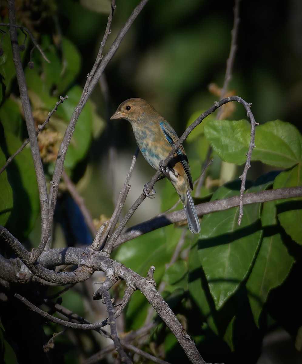 Indigo Bunting - ML645722676