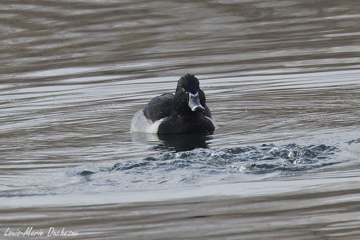 Ring-necked Duck - ML645722683
