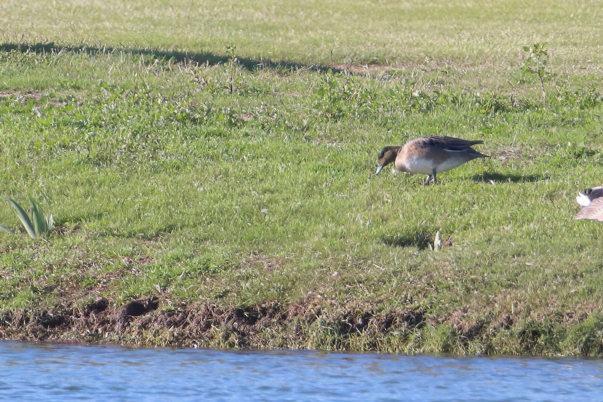 Eurasian Wigeon - ML645722686