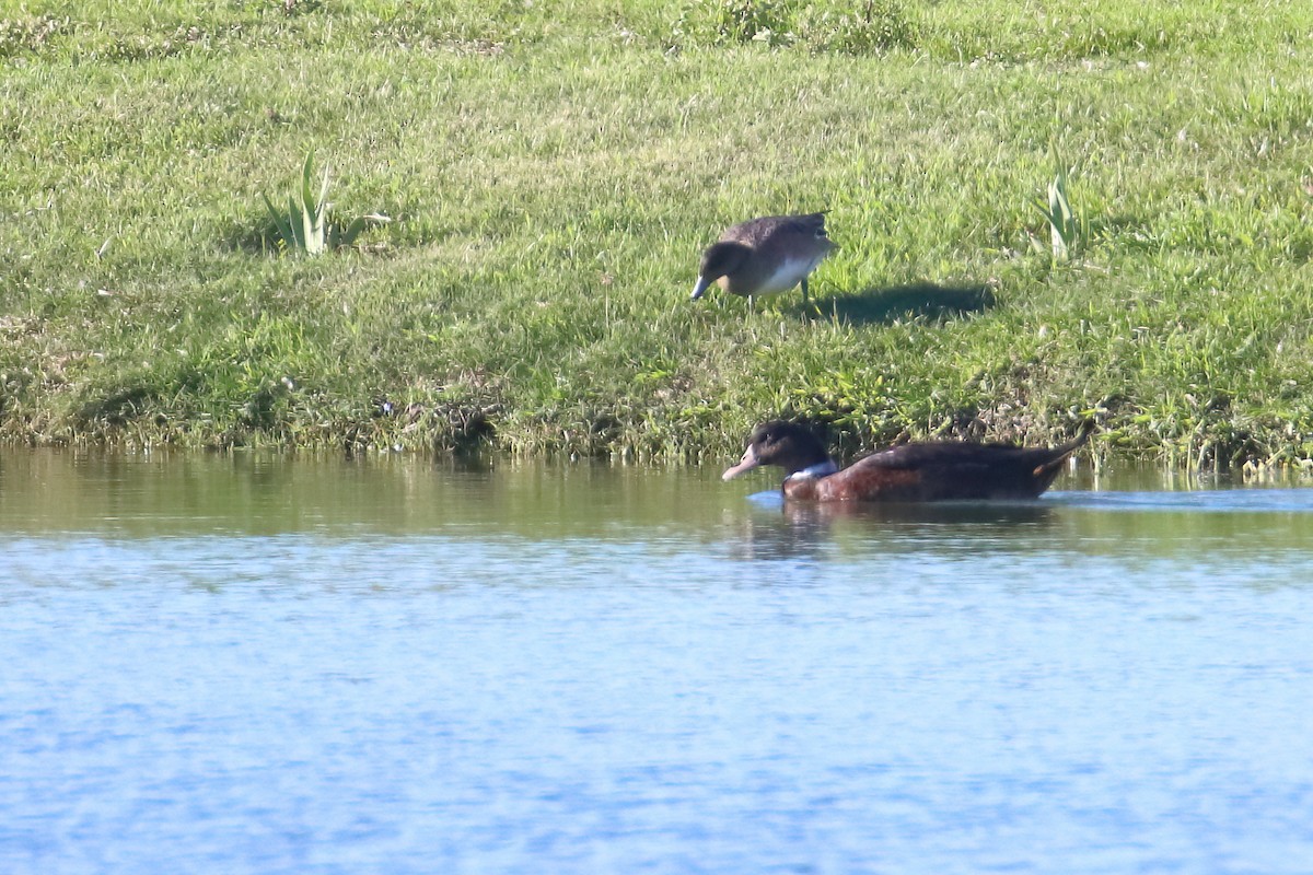 Eurasian Wigeon - ML645722687