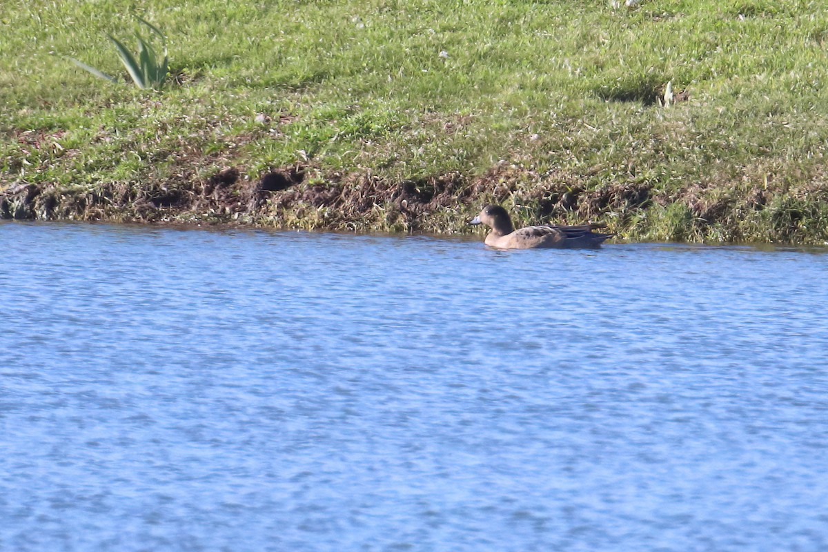 Eurasian Wigeon - ML645722688