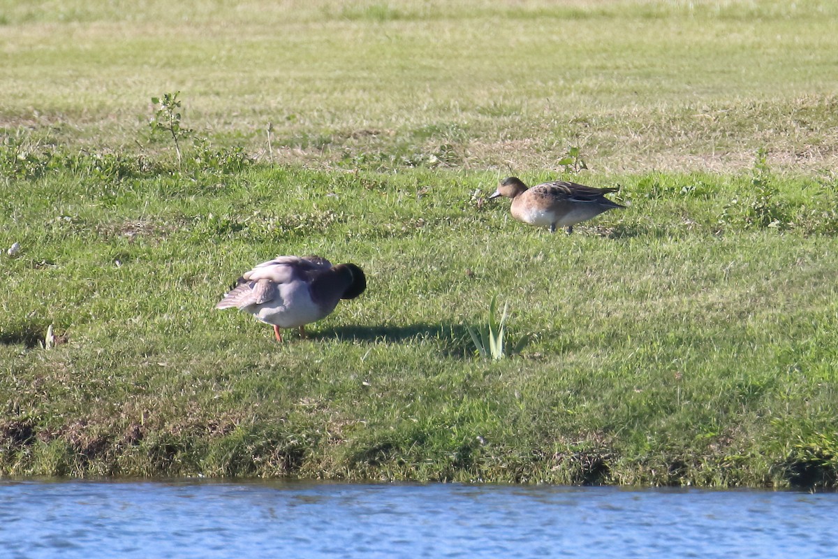 Eurasian Wigeon - ML645722690