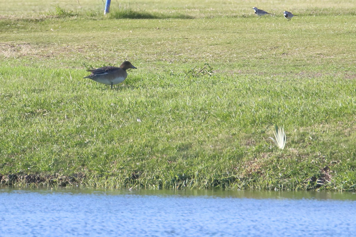 Eurasian Wigeon - ML645722691