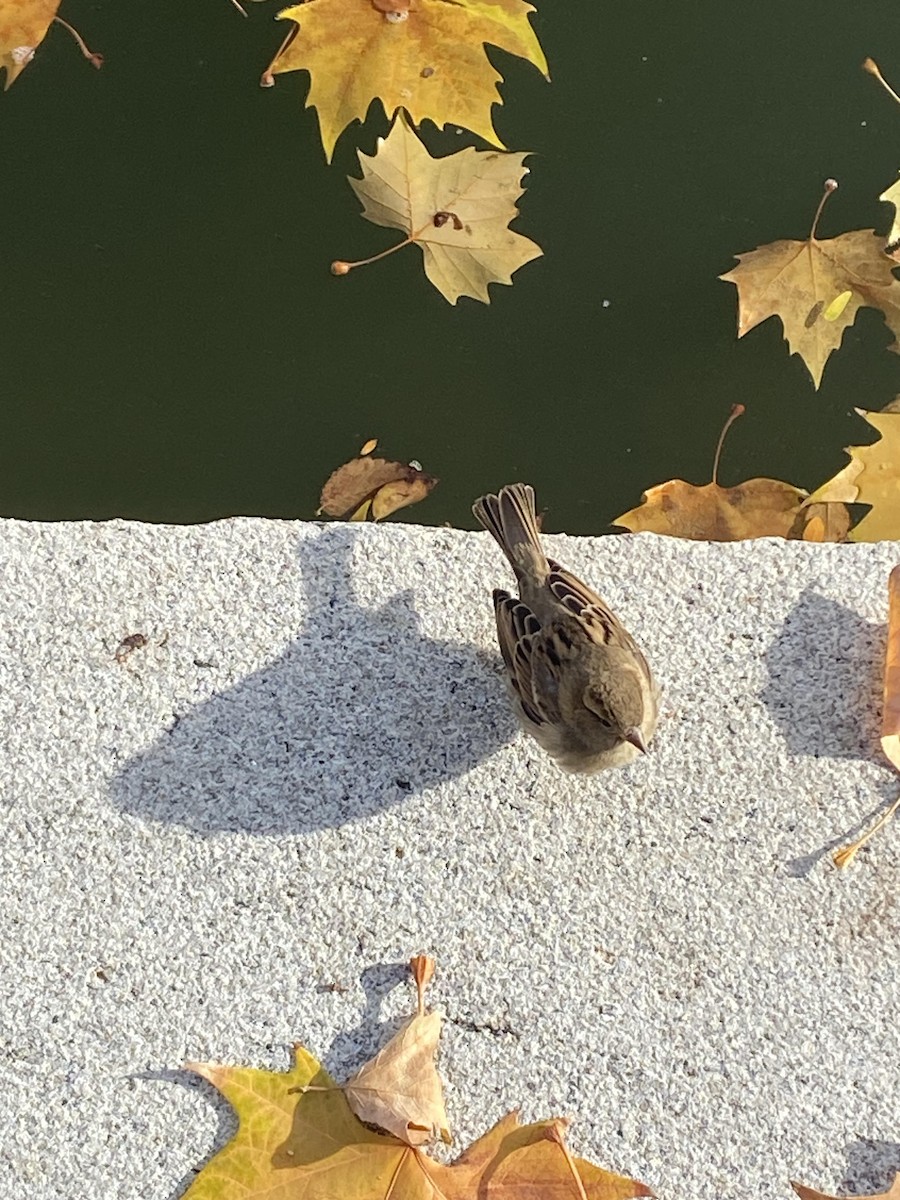 Serçe - ML645722693