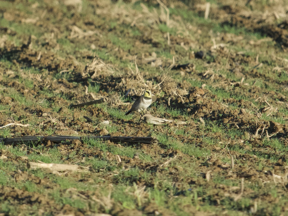 Alondra Cornuda - ML645722697