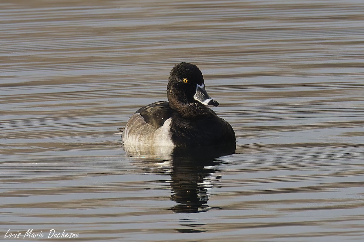 Ring-necked Duck - ML645722698