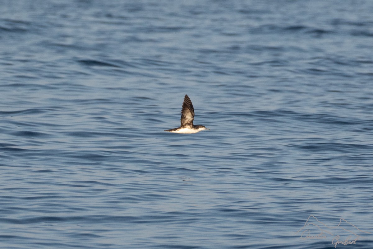 Persian Shearwater - ML645722699