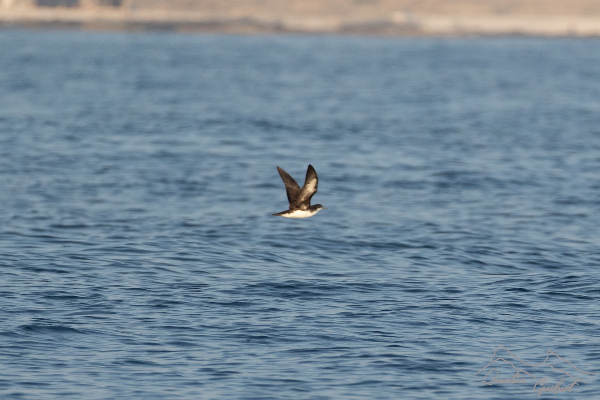 Persian Shearwater - ML645722700