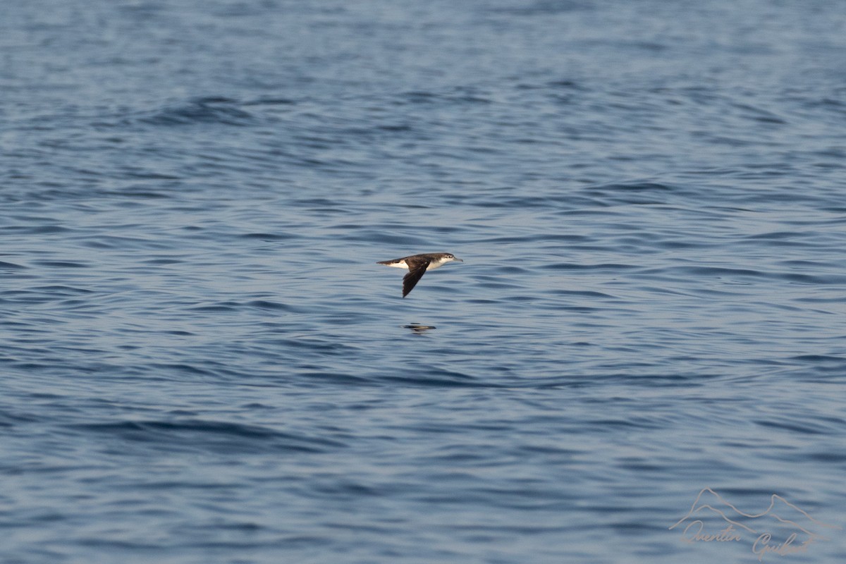 Persian Shearwater - ML645722701