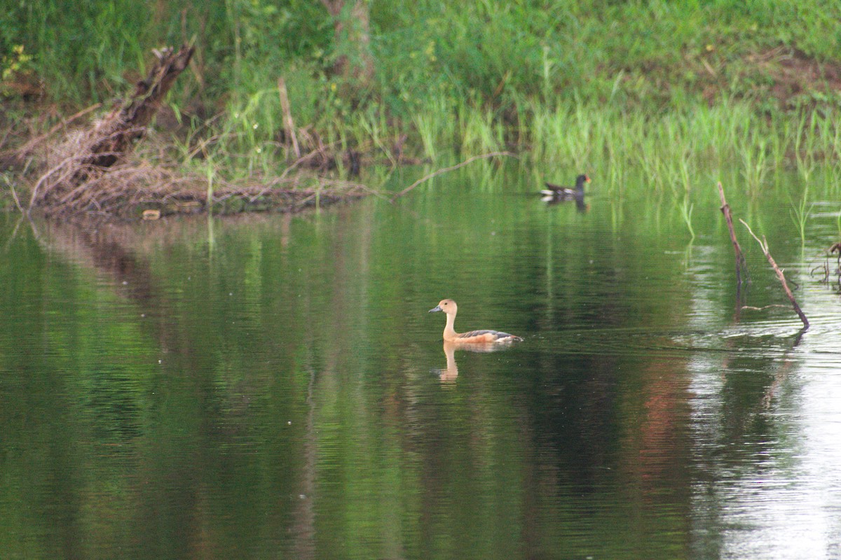 Lesser Whistling-Duck - ML645722702