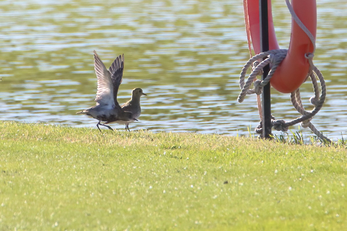 European Golden-Plover - ML645722706