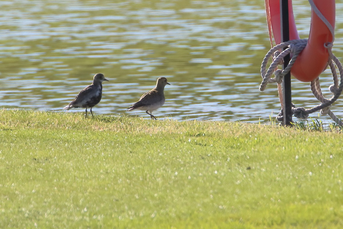 European Golden-Plover - ML645722707