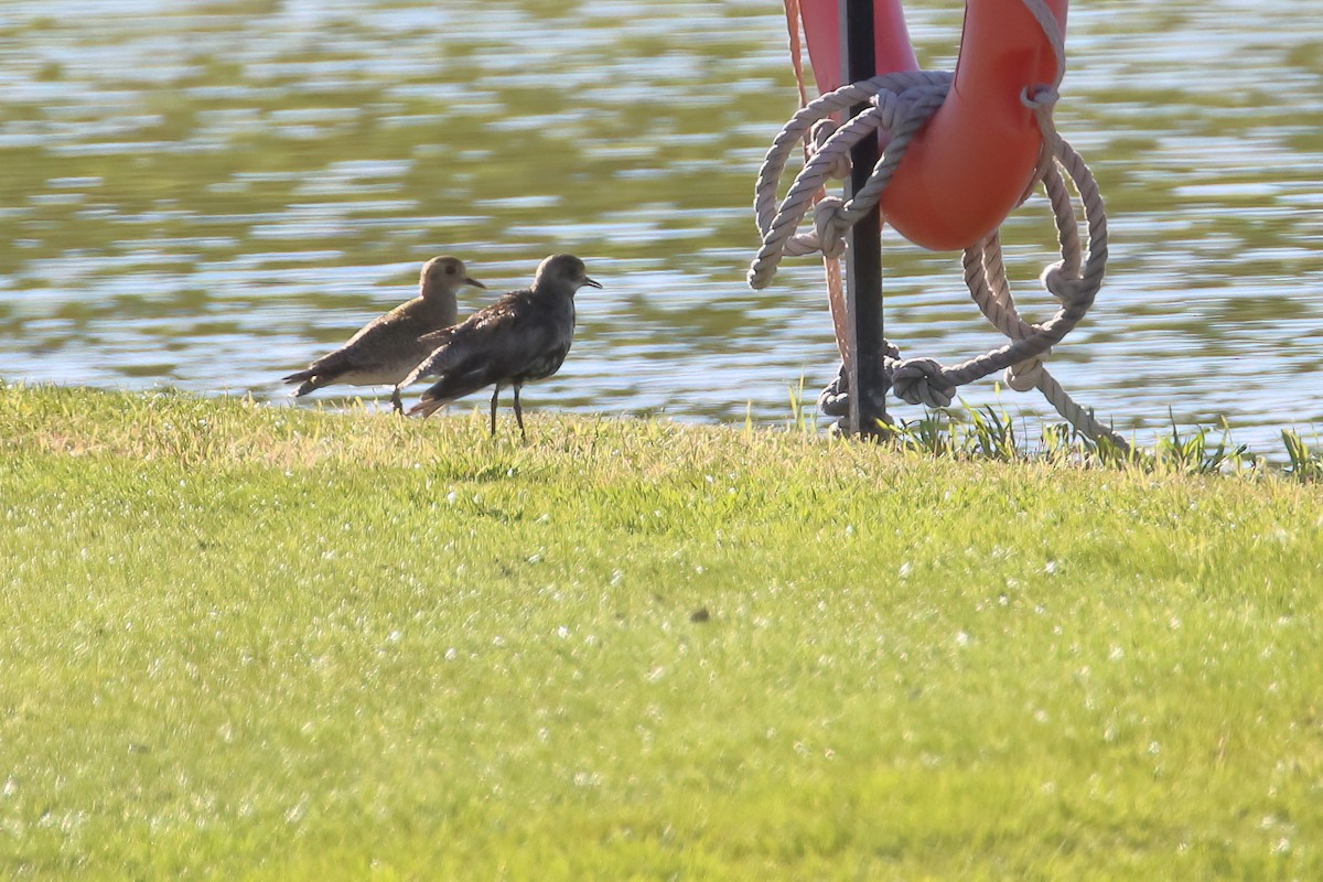 European Golden-Plover - ML645722708