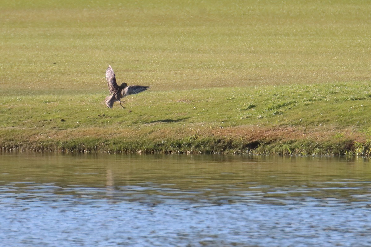 European Golden-Plover - ML645722709