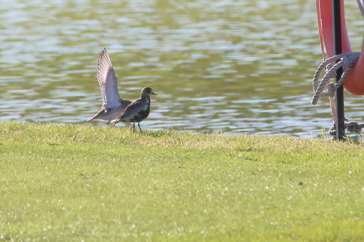 European Golden-Plover - ML645722710