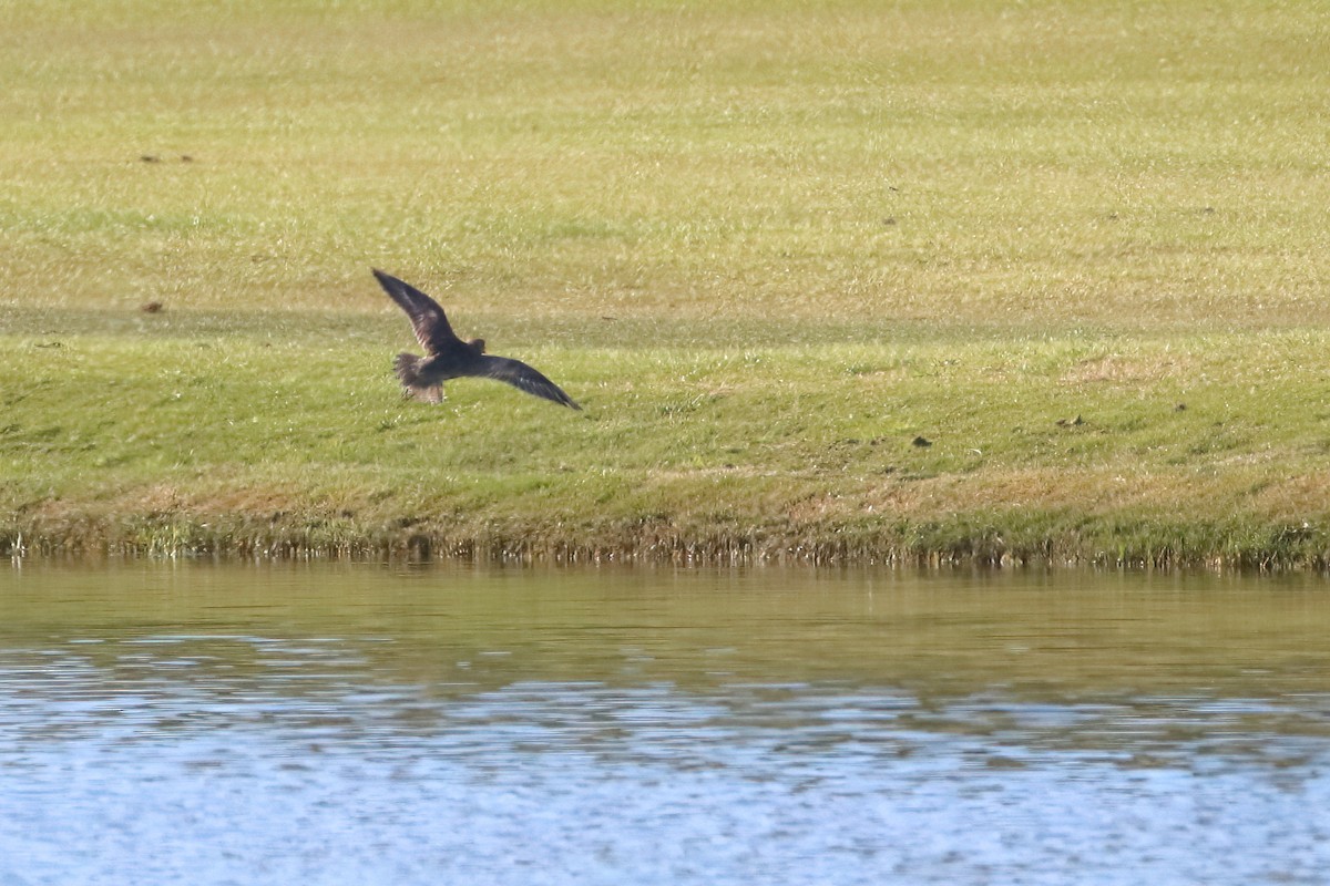 European Golden-Plover - ML645722711