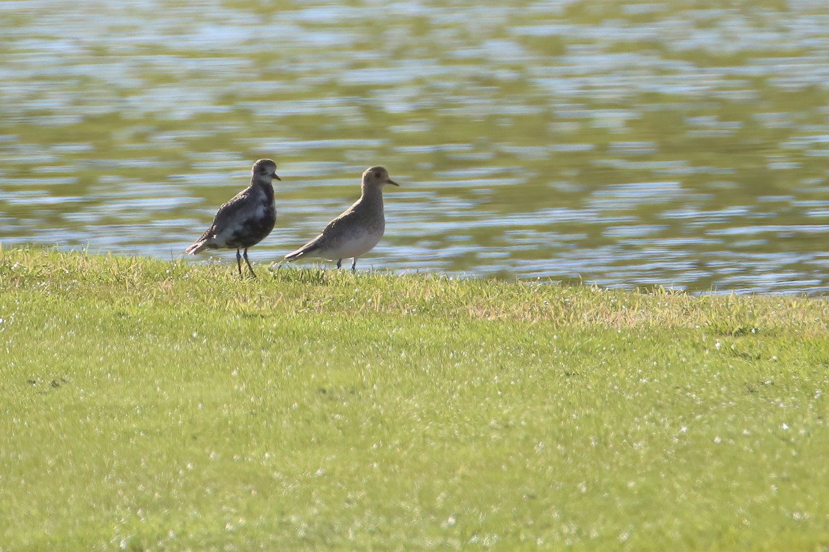 European Golden-Plover - ML645722712