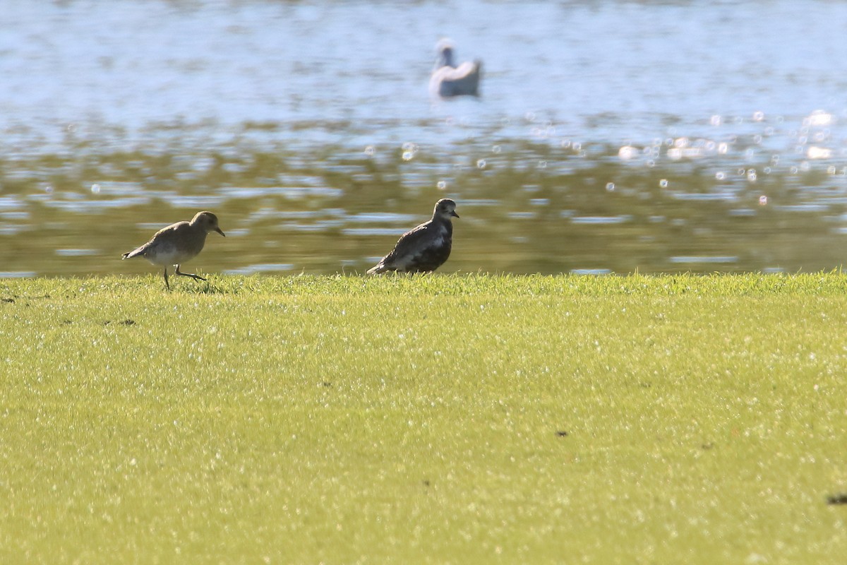European Golden-Plover - ML645722713