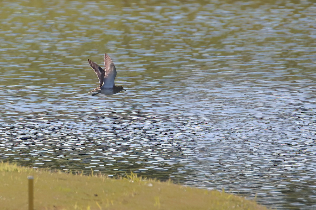 European Golden-Plover - ML645722716