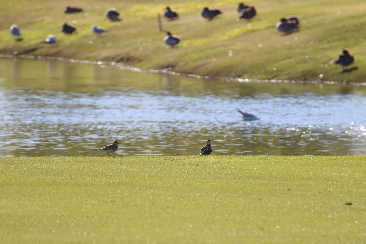 European Golden-Plover - ML645722717