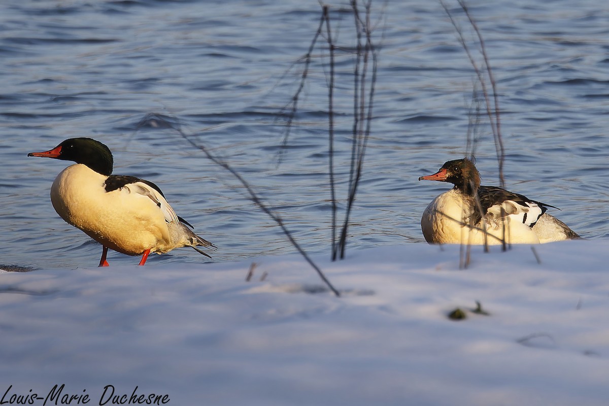 Common Merganser - ML645722719