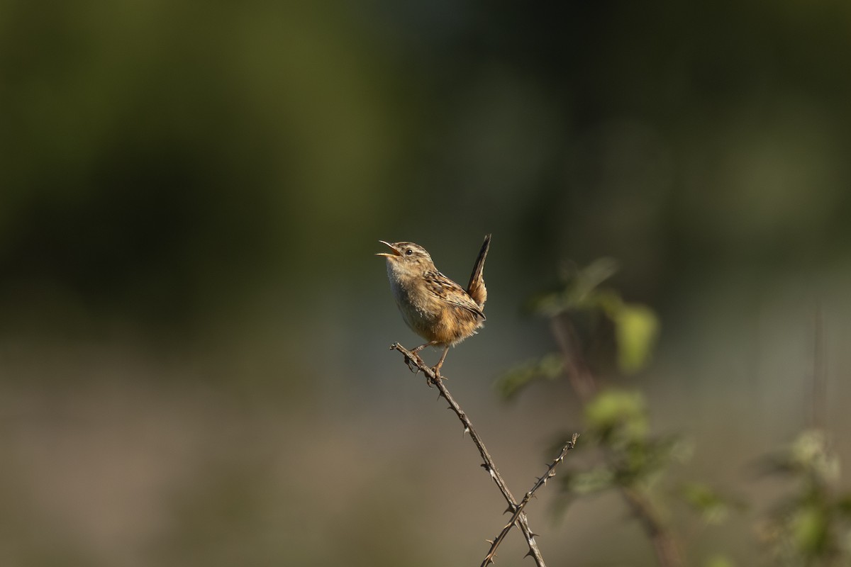 Grass Wren - ML645722729