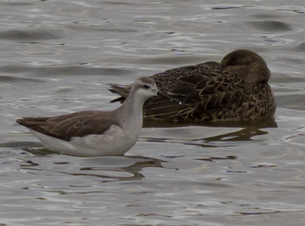 Wilsonwassertreter - ML645722730