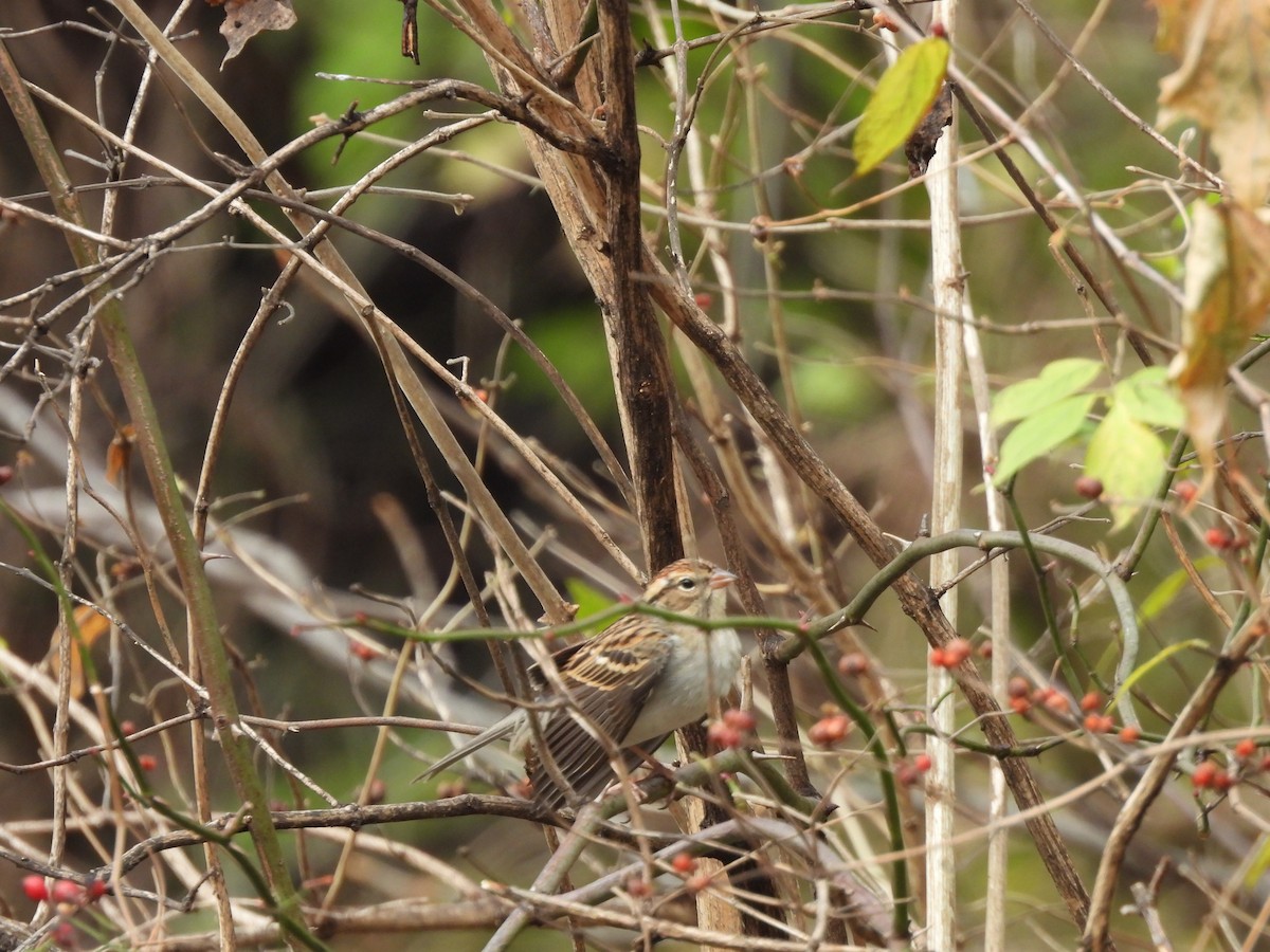 Chipping Sparrow - ML645722732