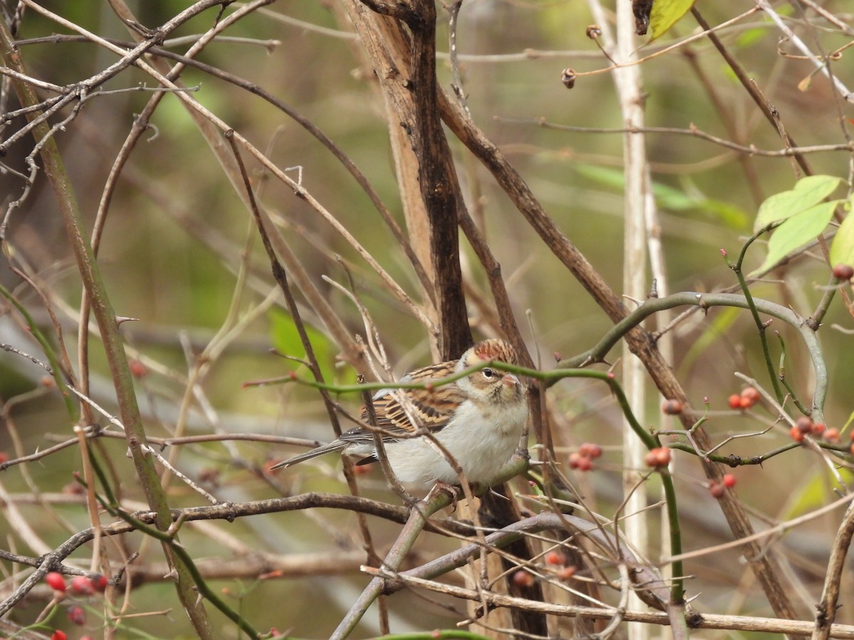 Chipping Sparrow - ML645722733
