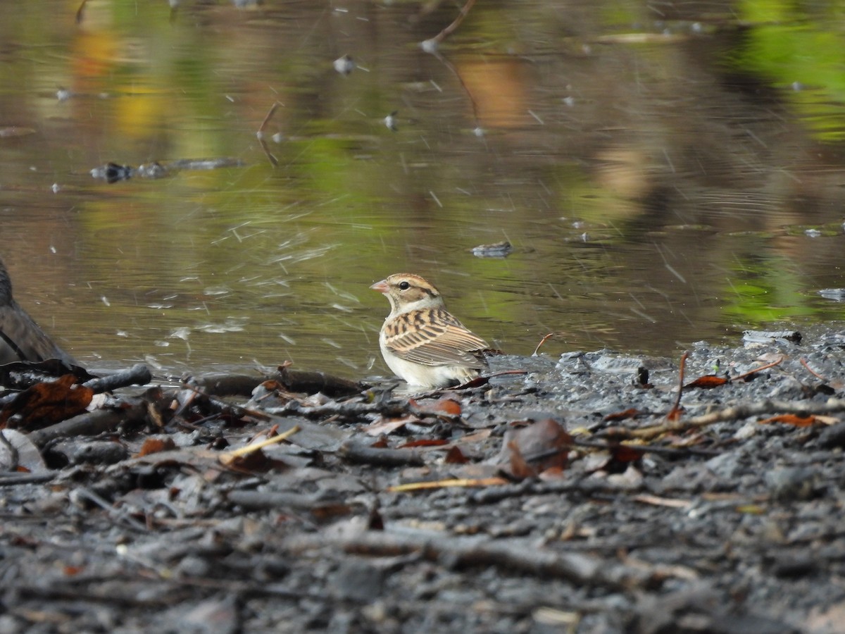 Chipping Sparrow - ML645722734