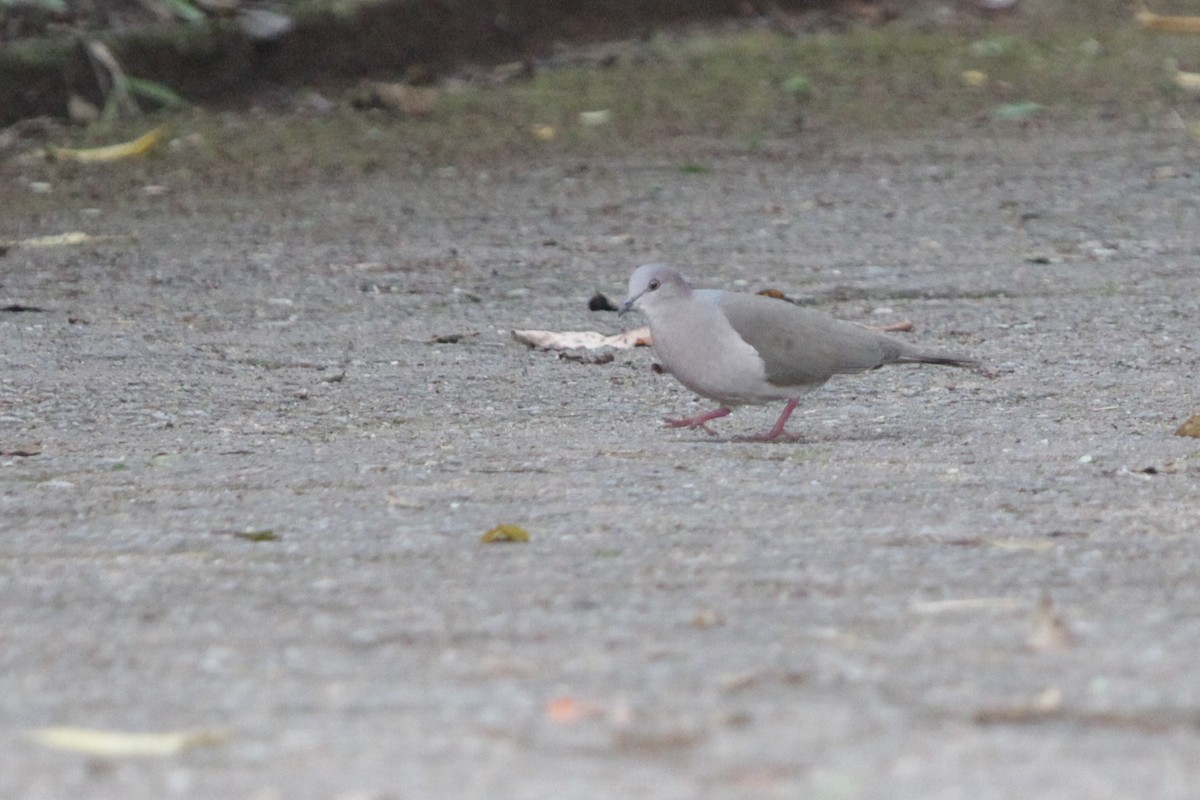 White-tipped Dove - ML645722735