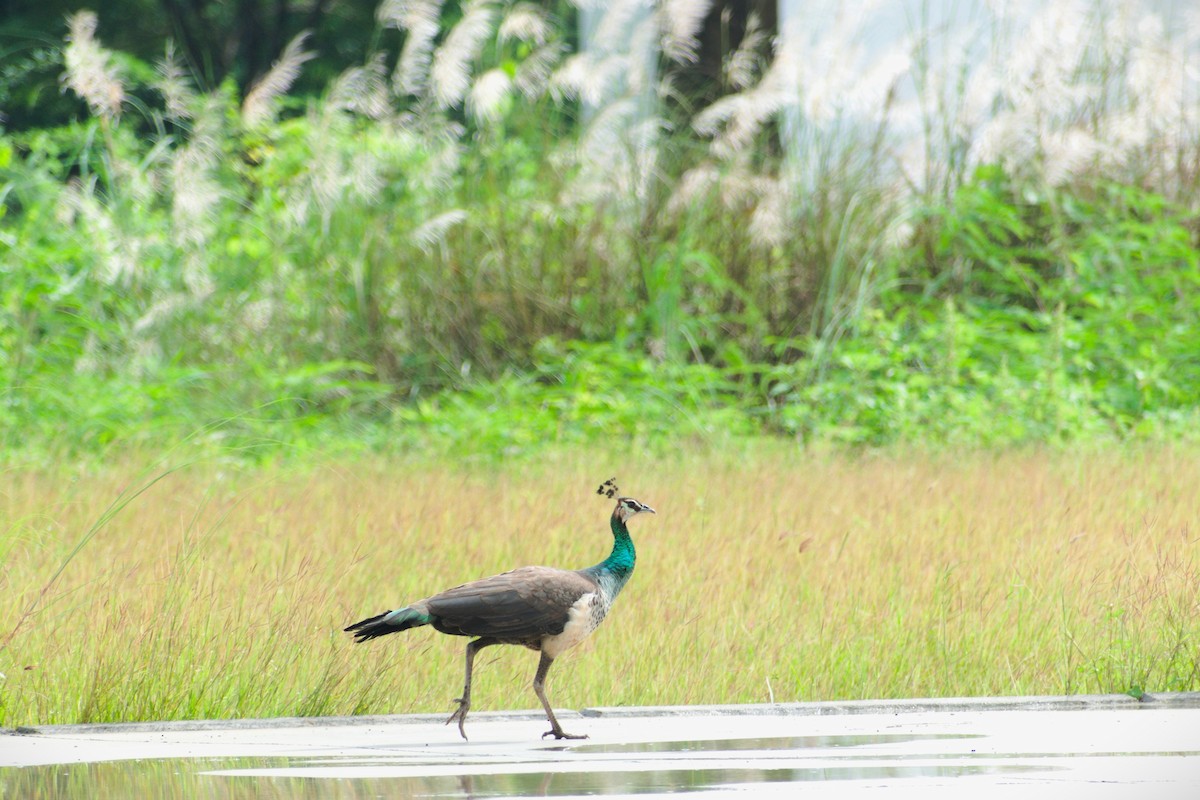 indiapåfugl - ML645722757