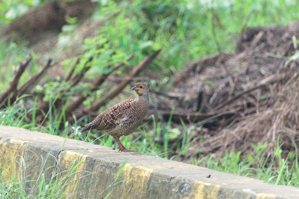 gråfrankolin - ML645722759