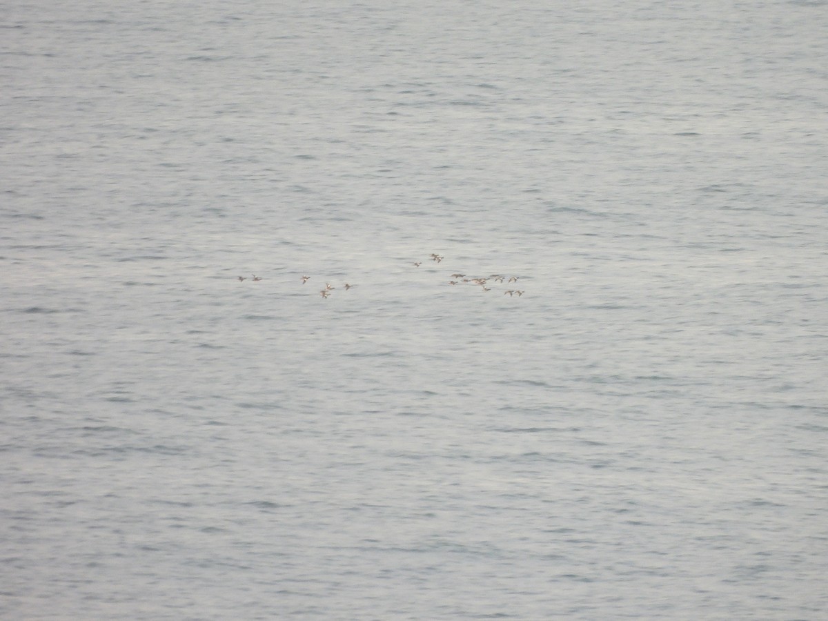 Свищ євразійський - ML645722760