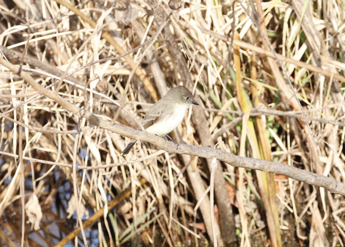 Eastern Phoebe - ML645722761