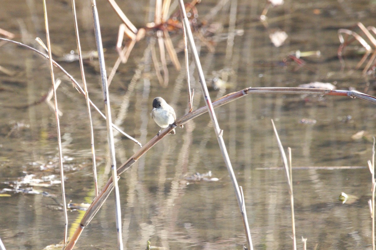 Eastern Phoebe - ML645722762