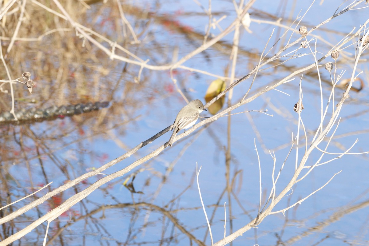 Eastern Phoebe - ML645722763