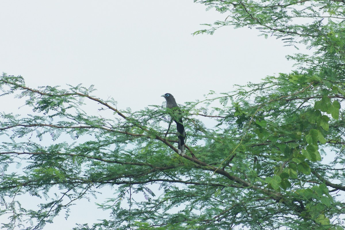 blåbrillemalkoha - ML645722764