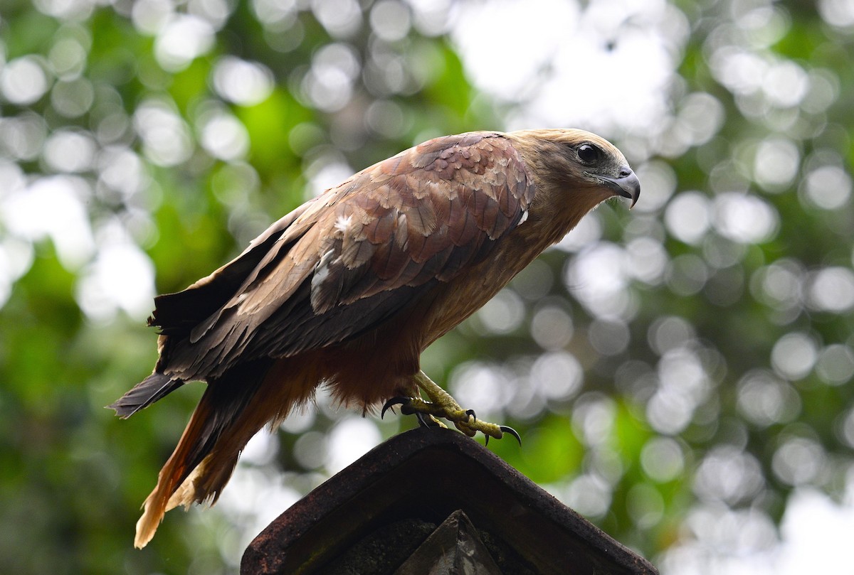 braminglente - ML645722767