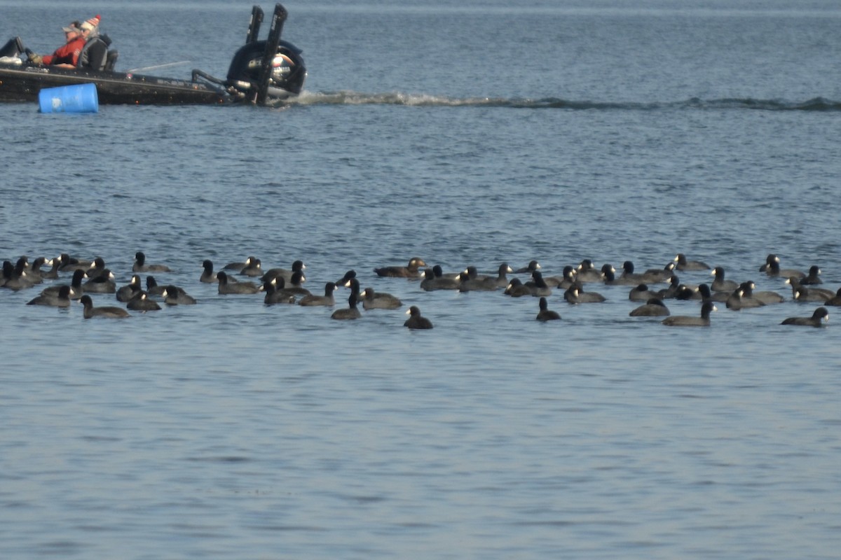 amerikasjøorre - ML645722768