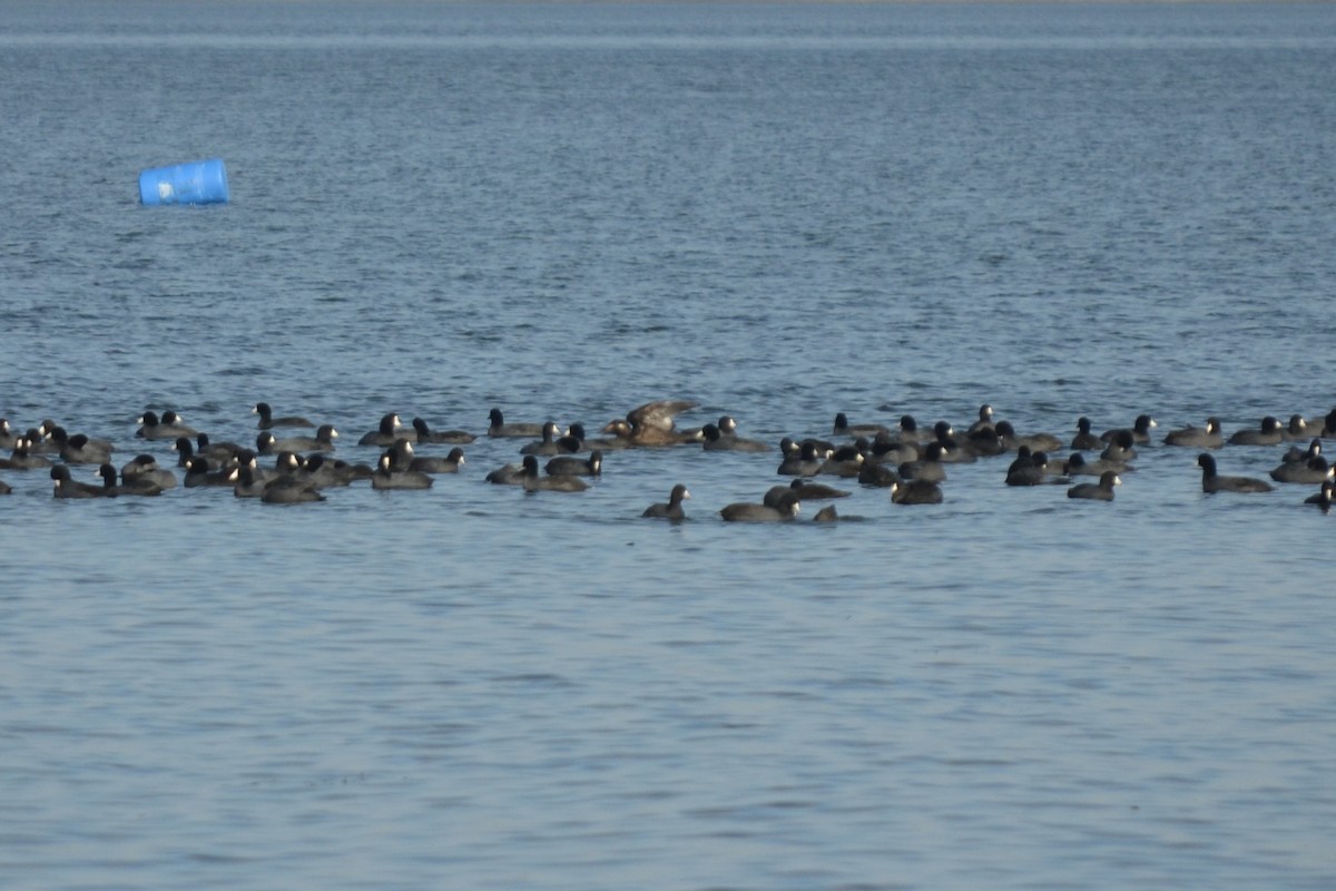 amerikasjøorre - ML645722769