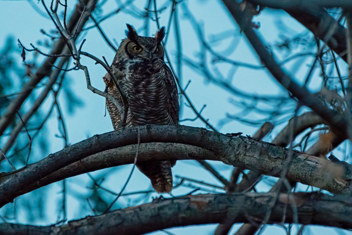 amerikahubro - ML645722773