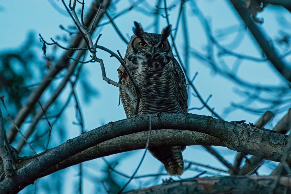 amerikahubro - ML645722774