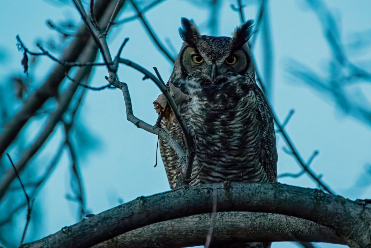 amerikahubro - ML645722775