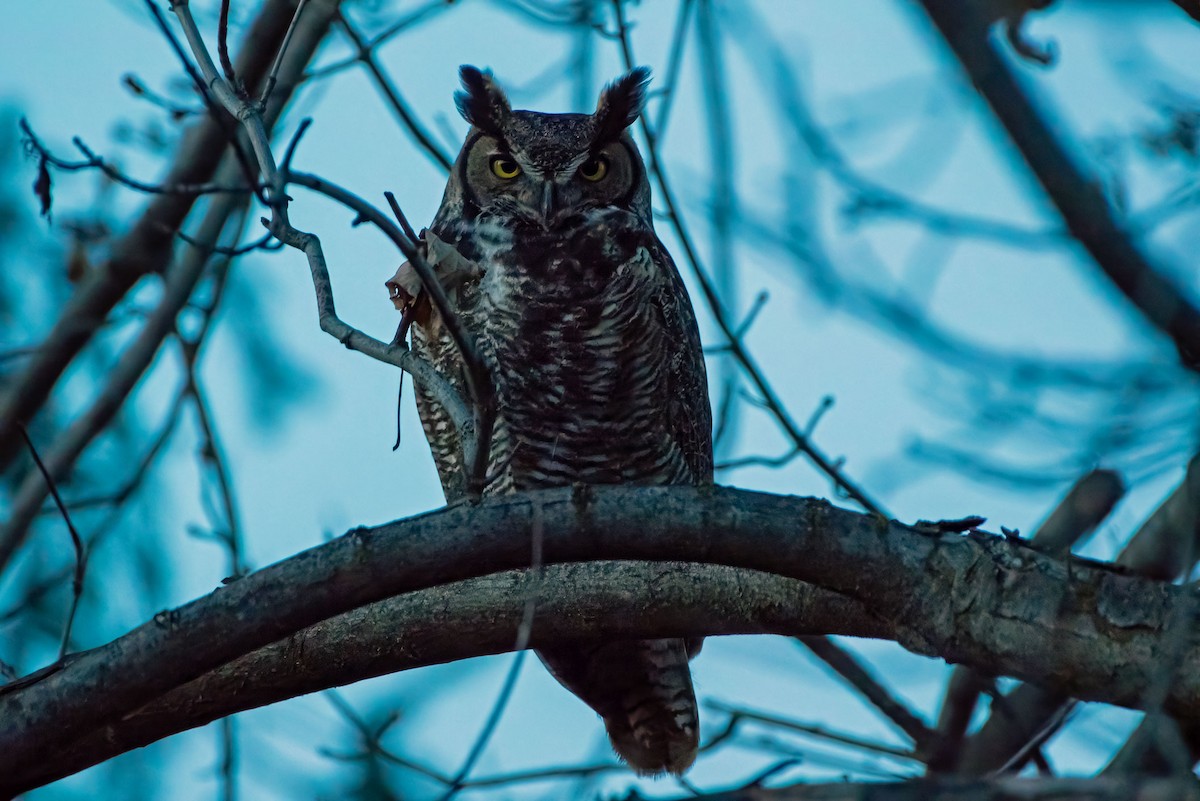 amerikahubro - ML645722776