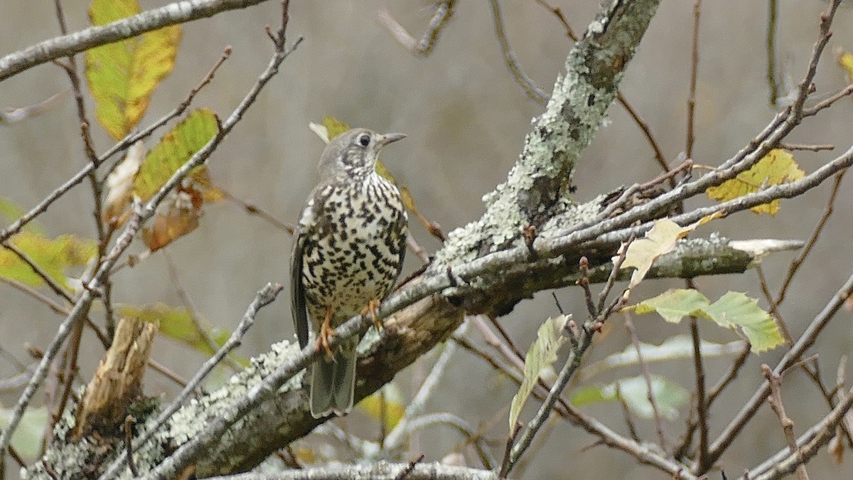 duetrost - ML645722777