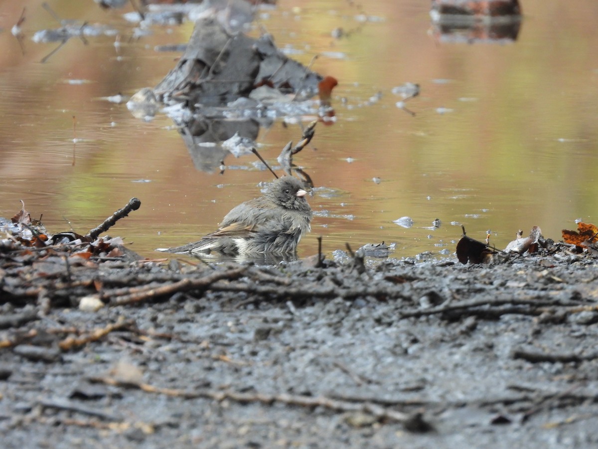 vinterjunko - ML645722778