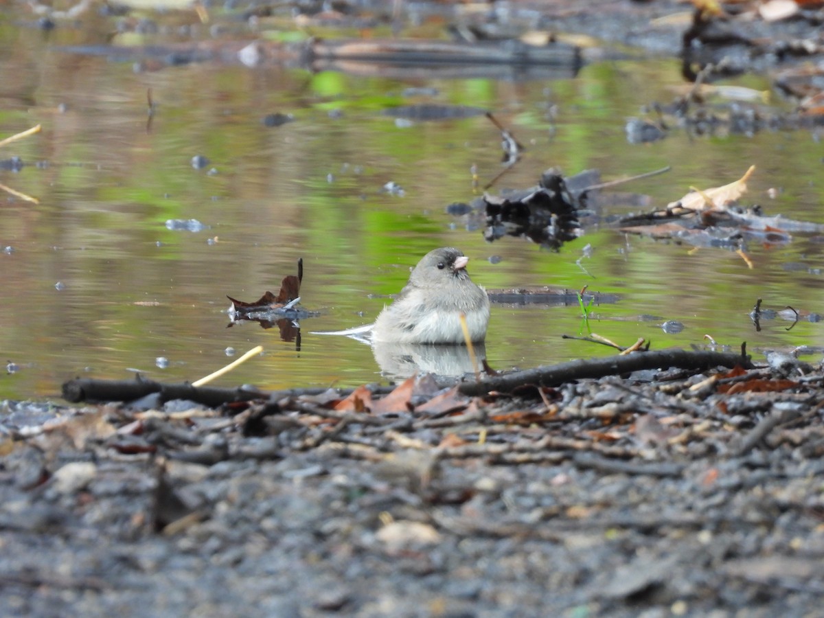 vinterjunko - ML645722779